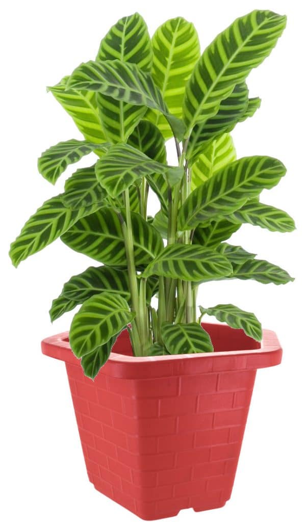 Maceta Hexagonal Plastico Haixing - Imagen 3