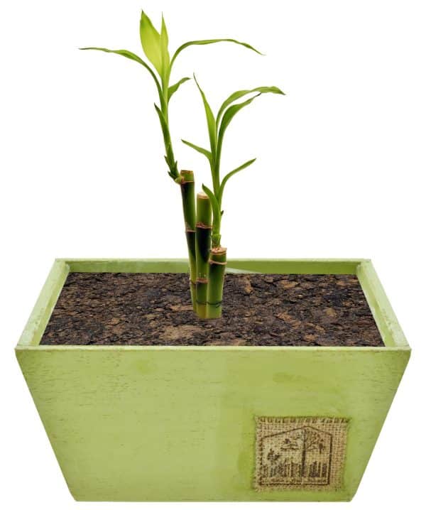 Maceta De Madera - Imagen 3